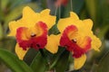 Orange-Red orchid flowers - Cattleya Royalty Free Stock Photo