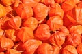 orange red Physalis alkekengi, bladder cherry, Chinese lantern Royalty Free Stock Photo