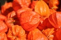 orange red Physalis alkekengi, bladder cherry, Chinese lantern Royalty Free Stock Photo