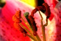 Orange and red polan grains in the backdrop of read petals