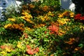 Orange and red Pyracantha berries in October. Pyracantha is a genus of large, thorny evergreen shrubs in the family Rosaceae.