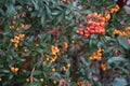 Orange and red Pyracantha berries in October. Pyracantha is a genus of large, thorny evergreen shrubs in the family Rosaceae.