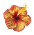 Orange red realistic hibiscus flower. Exotic tropical plant. Royalty Free Stock Photo