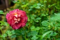 1 orange-red rose on blurry green garden background with placeholder