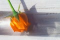 Orange or red rose flower close-up on white wood surface Royalty Free Stock Photo