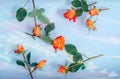 Orange red roses in bath floating in water, colorful light reflection Royalty Free Stock Photo