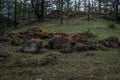 Orange red rough moss on gray textured stones in green grass, in Baikal forest, nature Royalty Free Stock Photo