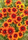 Orange and red rudbeckia summerina cone flowers