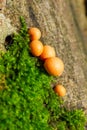 Orange red slime mold mushroom Lycogala epidendrum in the autumn forest