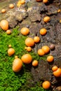 Orange red slime mold mushroom Lycogala epidendrum in the autumn forest