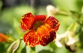 Orange and red speckled Mimulus flower against a bright green out of focus background Royalty Free Stock Photo