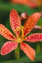 Orange and red spotted blackberry lily iris flower with yellow anthers against green Royalty Free Stock Photo