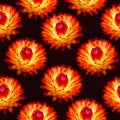 Orange and red strawflowers seamless pattern on black background Royalty Free Stock Photo