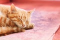 Orange Red Tabby Male Kitten Ginger Cat Curled Up Sleeping In H