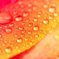 Orange and red tulip petal with water droplets