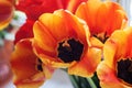 Orange and red tulips on a flowerbed, background Royalty Free Stock Photo