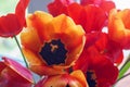 Orange and red tulips on a flowerbed Royalty Free Stock Photo