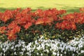 Orange-red tulips on the flowerbed among pansies