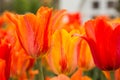 Orange and Red Tulips in Spring Holland Michigan Royalty Free Stock Photo