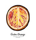 Orange red vector isolated. Half cut chopped orange grapefruit. Fruit hand drawn. Sweet sour citrus food vegetarian logo