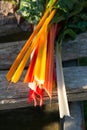 Orange, Red, and White Swiss Chard Stems Royalty Free Stock Photo