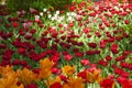 Orange, red and white tulips in a park during tulip festival in Saint Petersburg. Colorful flowers.