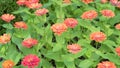 orange and red xenia flowers moving in the wind in a botanic garden on a bright sunny day