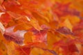 Orange red and yellow autumn leaves or warm fall colors Royalty Free Stock Photo