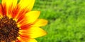 Orange, red and yellow flame sunflower macro photo with stunning intense bright colours