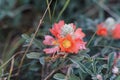 Orange red with yellow inside flowers