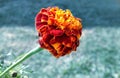 Orange red yellow marigolds ,Orange french marigolds Tagetes patula in front of green meadow, religious flower in India