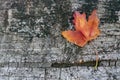 Orange reddish autumn single Maple Leaf on natural old wood. Fall season motive. Back to Nature concept. With copy space. Royalty Free Stock Photo