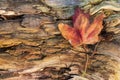 Orange reddish autumn single Maple Leaf on natural old wood. Fall season motive. Back to Nature concept. With copy space. Royalty Free Stock Photo