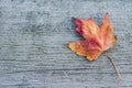 Orange reddish autumn single Maple Leaf on natural old wood. Fall season motive. Back to Nature concept. With copy space. Royalty Free Stock Photo