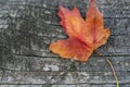 Orange reddish autumn single Maple Leaf on natural old wood. Fall season motive. Back to Nature concept. With copy space. Royalty Free Stock Photo