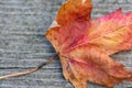 Orange reddish autumn single Maple Leaf on natural old wood. Fall season motive. Back to Nature concept. With copy space. Royalty Free Stock Photo