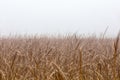 Orange reeds blowing in the wind Royalty Free Stock Photo