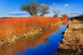 Orange reeds reflect autumn colors at Bosque del Apache National Park in December