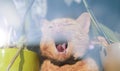 Orange regular cat yawning in front of a window Royalty Free Stock Photo