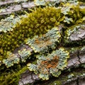Orange reproductive structures and green moss Bryophyta create a Royalty Free Stock Photo