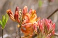 Orange Rhododendron flowers Royalty Free Stock Photo