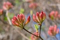 Orange Rhododendron flowers Royalty Free Stock Photo