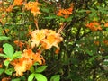 Flame Azalea native shrub in Massachusetts Royalty Free Stock Photo