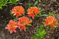 Orange rhododendrons