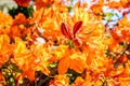 Orange Rhododendrons in Zengarden Denmark