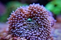 Orange ricordea Mushroom Coral Royalty Free Stock Photo