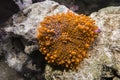 Orange Ricordea yuma coral.