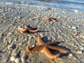 Orange Ridged Sea Stars