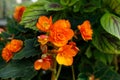 Close-up Orange Rieger Begonia in the garden. Gardening, flower breeding at home concept Royalty Free Stock Photo