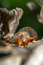 Orange ring-spotted Ladybug Royalty Free Stock Photo